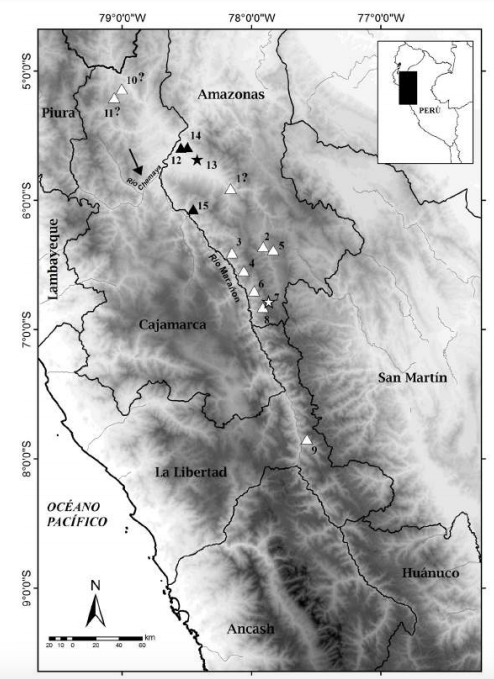 Noroeste de Perú, con indicación de la distribución de las especies de Eremoryzomys en la cuenca alta y media del río Marañón: E. polius (triángulos blancos) y E. mesocaudis sp. nov. (triángulos negros). Localidades tipo (estrellas): Tambo Carrizal (7) y Copallín (13). La flecha indica la Depresión de Huancabamba. Véase el Apéndice 1 para la referencia numérica de las localidades y en “Comentarios” para E. polius una explicación para los signos de interrogación (?).