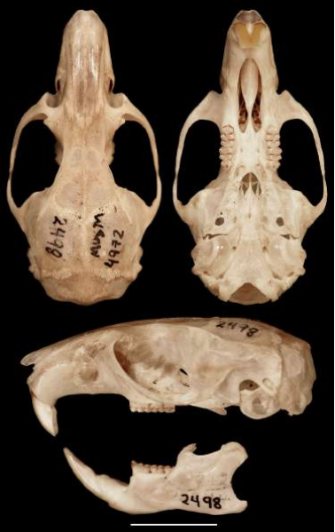 Vista dorsal, ventral y lateral del cráneo y mandíbula de Eremoryzomys polius, topotipo (MUSM 4972). Escala=10mm.