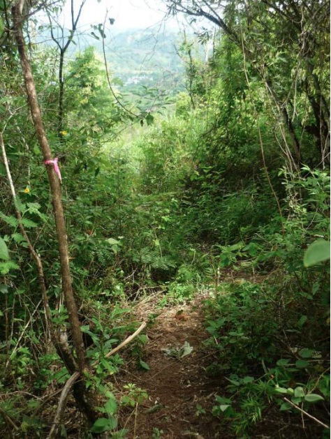 Bosque premontano de Copallín, localidad tipo de Eremoryzomys mesocaudis sp. nov. (fotografiado por E. Arias el 26 de marzo del 2012).