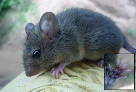 Eremoryzomys mesocaudis sp. nov., holotipo (MUSM 41463) fotografiado en el momento de su captura (izquierda) y una vista de la planta de la pata posterior mostrando la coloración negruzca y disposición de las almohadillas tenar e hipotenar (derecha, abajo).