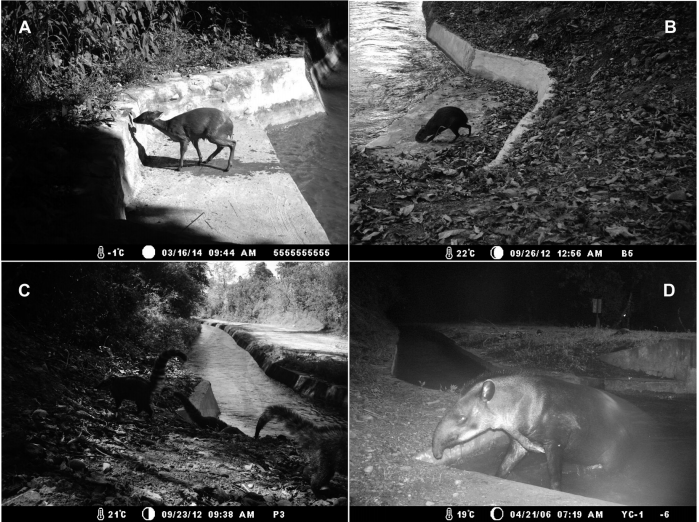 Mamíferos medianos y grandes fotografiados en las escaleras de escape. A) Corzuela parda saliendo por una de las escaleras. B) Agutí abrevando en una de las escaleras. C) Coatíes abrevando en una de las escaleras. D) Tapir saliendo por una de las escaleras del canal San Lorenzo.