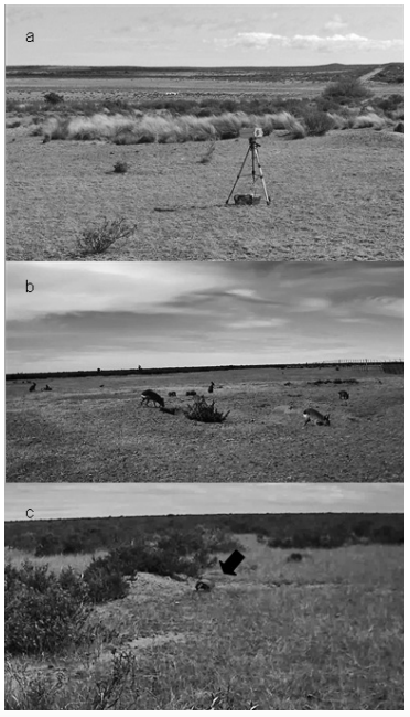 a) Equipo de filmación dispuesto a 15 m de una madriguera en ambiente de mosaico de arbustal y pastizal; b) ejemplo de una imagen capturada por la cámara en una madriguera utilizada por maras; c) ejemplo de una imagen capturada por la cámara en una madriguera de maras utilizada por peludos; la flecha indica al peludo ingresando en la madriguera.