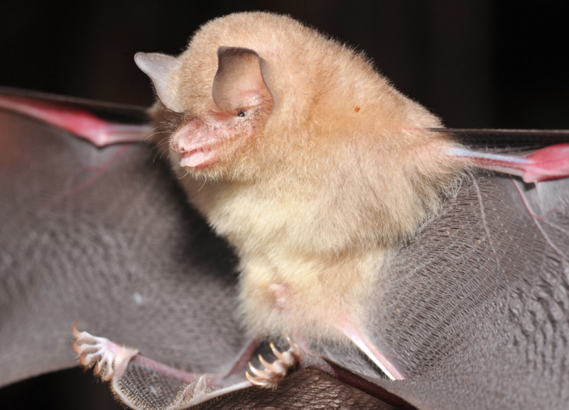 Natalus tumidirostris de la Serranía de la Macarena (Meta: Colombia).