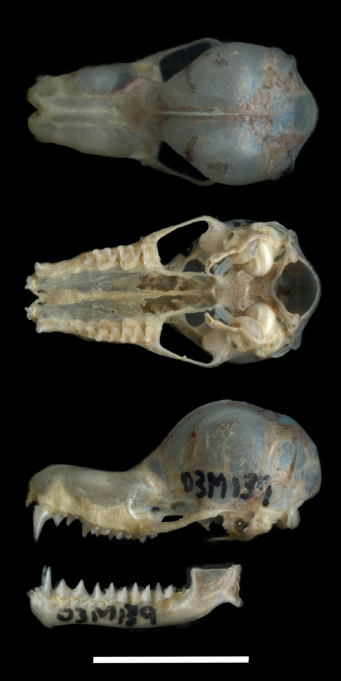 Vistas dorsal, ventral y lateral del cráneo y la mandíbula de Natalus tumidirostris (ICN 21753 ♂) de la Serranía de La Macarena (Meta, Colombia).