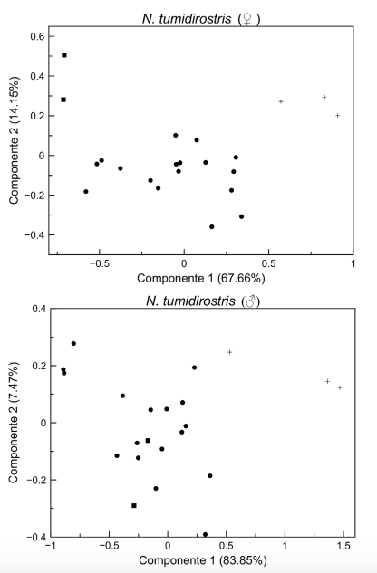 Análisis de Componentes Principales (ACP) de la variación en el tamaño del cráneo en hembras (arriba) y machos (abajo) de Natalus tumidirostris para Colombia. Cuadrados: región Caribe, Círculos: región Andina. Cruces: región Guayana.
