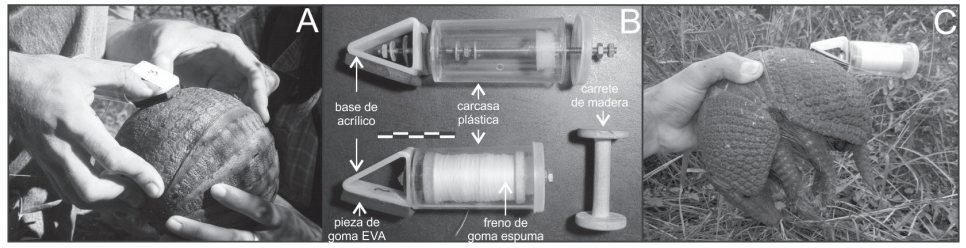 (a) Montaje del sistema de carrete de hilo sobre un ejemplar adulto de T. matacus. (b) Componentes del sistema de carrete de hilo. (c) Sistema de carrete de hilo montado sobre un ejemplar adulto de T. matacus previo a su liberación. Barra = 5 cm.