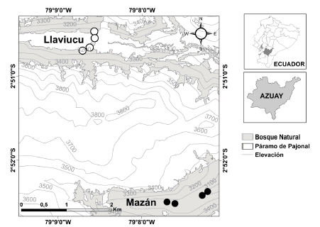 Área
de estudio y ubicación de las parcelas de captura de pequeños mamíferos no
voladores en dos localidades del Parque Nacional Cajas, Ecuador. Los triángulos
representan cuatro parcelas en un bosque secundario con pastizales (Llaviucu).
Los círculos representan cuatro parcelas en un bosque maduro (Mazán).