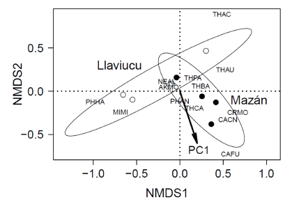 Escalamiento multidimensional no métrico de la comunidad de pequeños mamíferos
(Solución 2D) basado en la distancia de Bray-Curtis para las ocho parcelas de
muestreo en dos localidades del Parque Nacional Cajas, Ecuador. Los círculos
vacíos representan cuatro parcelas en Llaviucu, mientras que los círculos
llenos representan cuatro parcelas en Mazán. El vector CP1 explica el cambio
del hábitat hacia el incremento de árboles con DAP mayor (<20.1 cm) y una
mayor diversidad de la vegetación. Referencias: PHHA: Phyllotis haggardi,
PHAN: Phyllotis andium, MIMI: Micoryzomys minutos; CAFU: Caenolestes
fuliginosus; CACN: Caenolestes caniventer; CRMO: Cryptotis
montivaga; THCA: Thomasomys caudivarius; THBA: Thomasomys baeops;
THPA: Thomasomys paramorum; THAU: Thomasomys aureus; THAC: Thomasomys
auricularis; AKMO: Akodon mollis; NEAL: Nephelomys albigularis.