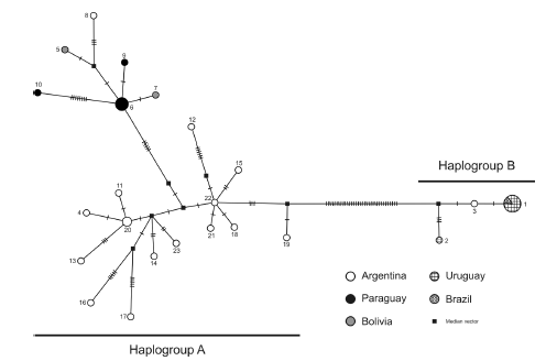 Minimum
spanning network showing the relationships and relative abundance of the Cyt-b
haplotypes of C. laucha. The geographic origin of each haplotype is
indicated with a different color or drawing pattern. Each bar through the solid
line represents one nucleotide difference between haplotypes. 

 