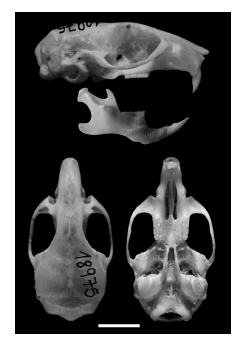 From top
to bottom: right lateral, ventral and dorsal views of the skull and labial view
of the mandible of the neotype of Calomys laucha (MACN 18795; Argentina,
Buenos Aires, Estaci&oacute;n Experimental Agropecuaria Pergamino). Scale = 5 mm.