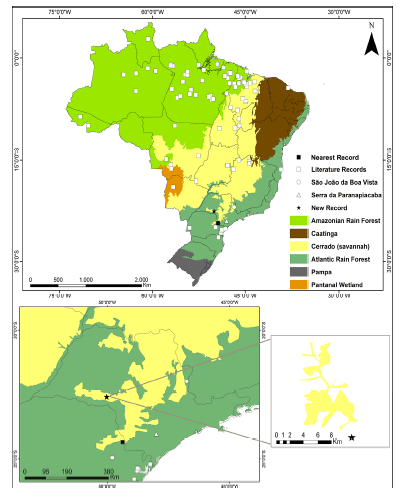 Map of
Brazil with all occurrence sites of Speothos venaticus (white squares) (Table
S1). The expanded map of the State of São Paulo shows our record (black
star); the earlier record (white triangle) for the state (Beisiegel & Ades
2004; Beisiegel 2009), the historical record in the municipality of São João da
Boa Vista (white circle) (Vieira 1964); and the nearest occurrence relative to
our new record, in the Sangés municipality, Paraná state (black square)
(Tiepolo et al. 2016).