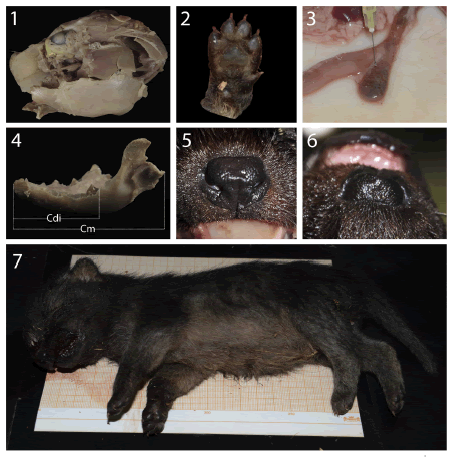 Some
morphological diagnosis characters of Speothos venaticus according to
Pocock (1927) and Langguth (1969). 1. Top view of the skull; 2. Front
left leg showing the third and fourth digits joined at their inner proximal
angles; 3. Intestinal cecum simple, not twisted; 4. Left lateral view of the
jaw; 5. Front view of the nose; 6. superficial view of the nose; The nose
extends to the upper lip, the nostrils are widely separated, the infranarinal
portion on each side is exceptionally deep and the philtrum has a median groove
that passes above the midline of the nose almost as high as the lower border of
the nostrils; 7. The male cub collected.