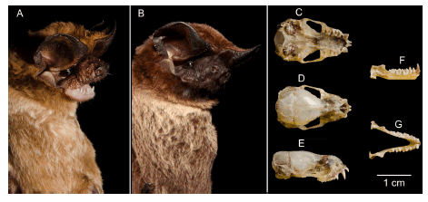  Imagens de
dois exemplares de Eumops patagonicus capturados no litoral norte de
Santa Catarina, sul do Brasil. (A) Padr&atilde;o de colora&ccedil;&atilde;o observado no
macho - CZFURB-SLA 5760; (B) Padr&atilde;o de colora&ccedil;&atilde;o observado na f&ecirc;mea -
CZFURB-SLA 5761; (C) Vista ventral do cr&acirc;nio (CZFURB-SLA 5760); (D)
Vista dorsal do cr&acirc;nio. (E) Vista lateral do cr&acirc;nio. (F) Vista lateral da
mand&iacute;bula. (G) Vista dorsal da mand&iacute;bula. Fotos: Fernando Carvalho.