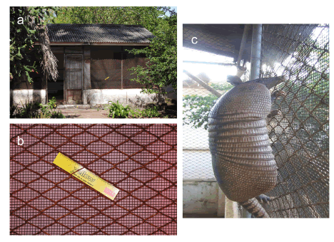 Wire mesh
fenced vivarium at ILSL where the experiment was held. (a) External view of the
whole structure. (b) Detail of the mesh fence (scale: 15 cm) that was used for recording
climibing behavior. (c) One of the armadillos during the climbing movement to
the top of the vivarium.