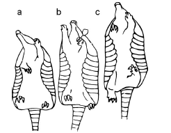  Ventral
view of the climbing phases during the lateral sequence of D. novemcinctus.
The cycle initiates with one of the fore limbs being brought to an upper
position (a), followed by both the contralateral hind and the remaining fore
movement upwards (b). The cycle finally ends with the repetition of the first
movement (c). Drawings based on the video recordings.