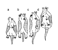 Ventral
view of the climbing phases during the lateral sequence of D. novemcinctus.
The cycle initiates with one of the fore limbs being brought to an upper
position (a), followed by both the contralateral hind and the remaining fore
movement upwards (b). The cycle finally ends with the repetition of the first
movement (c). Drawings based on the video recordings.
