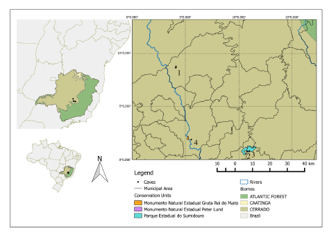 Collecting
localities of owl pellets samples: (1) Salitre cave, Peter Lund Natural
Monument, Cordisburgo; (2) Mariposa cave and (3) Toca do Lixo, Sumidouro State Park, Pedro
Leopoldo / Lagoa Santa; (4) Mata Grande cave, Sete Lagoas. Source: IBGE.