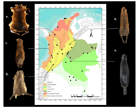 Distribution map of Dasyprocta in Colombia showing the typical coloration patterns in each region. a) Filled circles: D. punctata colombiana; b) Star: D. punctata zuliae; c) Triangles: D. punctata chocoensis; d) Filled stars: D. punctata candelensis; e) Squares: D. fuliginosa.