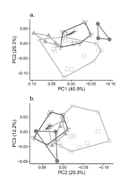 Results of the PCA for 35 adult specimens of five taxa of Dasyprocta in Colombia: a) first and second principal components, b) second and third principal components. Squares: D. fuliginosa; triangles: D. punctata zuliae; inverted triangles: D. punctata chocoensis; crosses: D. punctata candelensis; filled circles: D. punctata colombiana.