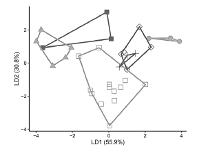 Canonical axes of the discriminant analysis for 35 adult specimens of five taxa of Dasyprocta in Colombia. D. fuliginosa (Amazonia and Orinoco regions); triangles: D. punctata zuliae (North Andean Region); crosses: D. punctata candelensis (North Andean Region); filled circles: D. punctata colombiana (Peri-Caribbean Arid Belt Region). Filled squares: D. punctata chocoensis (El Tambo, Cauca; North Andean Region); Diamonds: D. punctata chocoensis (Choc Region). Specimens identified as D. punctata chocoensis were included as independent subgroups considering their contrasting geographic origin.