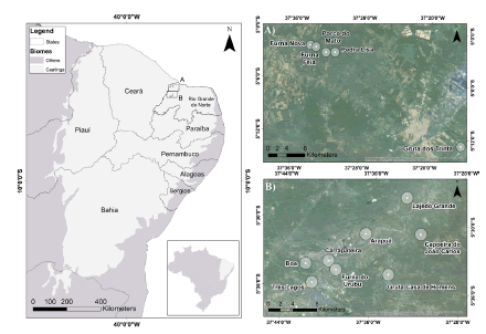 Map of study area in the Caatinga of Rio Grande do Norte, northeastern Brazil, showing political limits of the states. The patch of pale gray corresponds to the distribution of the Caatinga ecoregion, and the dark gray area to other ecoregions. Location of caves in the Furna Feia National Park (A) and in the Felipe Guerra Cave System (B) are shown in the circles. Geographical coordinates of surveyed caves are found in Table 1.