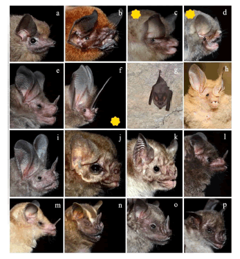 Species of bats captured in thirteen caves during June to November 2015 in the Caatinga of Rio Grande do Norte, Brazil. Aerial Insectivores are: a) Peropteryx macrotis, b) Pteronotus gymnonotus, c) Natalus macrourus, d) Furipterus horrens. Gleaning Animalivorous are: e) Tonatia bidens, f) Lonchorhina aurita, g) Micronycteris sp., h) Chrotopterus auritus, i) Trachops cirrhosus. Sanguinivorous are: j) Diphylla ecaudata, k) Desmodus rotundus. Nectarivorous are: l) Glossophaga soricina, m) Lonchophylla mordax. Frugivorous are n) Artibeus lituratus, o) Artibeus planirostris; and Omnivorous are: p) Phyllostomus discolor. Species with a yellow star are vulnerable species in Brazil.