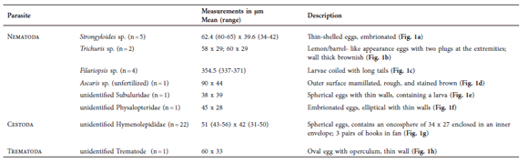Measurements and morphological characters of
larvae and eggs obtained from 665 faecal samples from two black capuchin groups
at Iguaz&uacute; National Park, Misiones, Argentina (n = number
of eggs/larvae used for obtaining measurements).