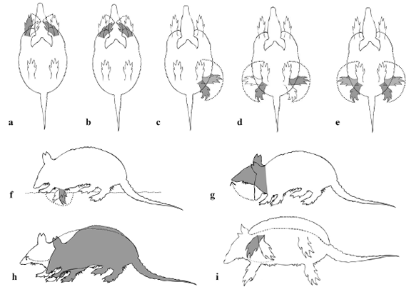 Illustrations of digging-related behaviors. (a) Digging alternately with two
limbs (DATL). (b) Digging simultaneously with two limbs (DSTL). (c) Pushing
away the earth with one limb (PEOL). (d) Pushing away earth with two limbs
alternating (PETLA). (e) Pushing away earth with two limbs simultaneously
(PETLS). (f) Digging with one limb (DOL); (g) Pushing earth with head (PEH).
(h) Pushing earth by stretching body (PESB). (i) Digging with body resting
laterally on ground (DBRG). Drawings by André Baltieri.