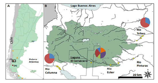 A)
Presencia actual e hist&oacute;rica de visones americanos. C&iacute;rculos naranjas:
principales criaderos que funcionaron en Patagonia (Fasola & Valenzuela 2014);
c&iacute;rculo azul (I): criadero en funcionamiento, Bat&aacute;n, Buenos Aires; cuadrados
rojos: sitios de recolecci&oacute;n de muestras correspondientes a poblaciones
silvestres, meseta del lago Buenos Aires (II) y meseta de La Siberia (III). Se
capturo un &uacute;nico individuo en la meseta La Siberia. B) Detalle de la meseta del
lago Buenos Aires, donde fue aplicado el &ldquo;Programa de Control de Vis&oacute;n
Americano&rdquo;. Los puntos amarillos indican los sitios de ubicaci&oacute;n de las trampas
donde se capturaron 17 individuos: r&iacute;o Telken (n = 4);
laguna El Cervecero, r&iacute;o Ecker y r&iacute;o Pinturas (n = 10);
r&iacute;o Columna (n = 3). Los gr&aacute;ficos de torta indican la distribuci&oacute;n de haplotipos en
las tres subcuencas: Violeta: Hap 1; Rojo: Hap 4; Naranja: Hap 5; Azul: Hap 6;
Verde: Hap 9. Los l&iacute;mites del Parque Nacional Patagonia se muestran en gris
oscuro.