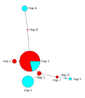 Red de
haplotipos que muestra la relaci&oacute;n entre los 9 haplotipos hallados en las
poblaciones silvestre (noroeste de la provincia de Santa Cruz) y cautiva
(criadero de la provincia de Buenos Aires) de vis&oacute;n americano. El tama&ntilde;o del
c&iacute;rculo es relativo al n&uacute;mero de individuos que portan ese haplotipo y el largo
de las ramas proporcional al n&uacute;mero de cambios entre haplotipos. El color rojo
representa la proporci&oacute;n de individuos encontrados en la poblaci&oacute;n cautiva y el
color celeste la proporci&oacute;n hallada en la poblaci&oacute;n silvestre.