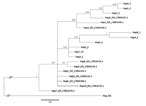 &Aacute;rbol
construido a partir de un an&aacute;lisis bayesiano que muestra la relaci&oacute;n entre los
haplotipos pertenecientes a los grupos silvestre (S) y cautiverio (C), y los
descriptos por un trabajo previo provenientes de la distribuci&oacute;n nativa (DO) de
la especie (Garc&iacute;a et al. 2017). Los n&uacute;meros ubicados sobre los nodos indican
la probabilidad posterior obtenida para ese grupo. Para Hap1_DO-Hap10_DO se
detallan sus respectivos c&oacute;digos de acceso GenBank. El &aacute;rbol se enraiz&oacute; con una
secuencia perteneciente a Mustela frenata (OutG; c&oacute;digo GenBank:
HM106321.1).