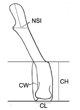 Vertebral
variables included in the study. CL: centrum length; CW: centrum width; CH:
centrum height; NSI: neural spine inclination.