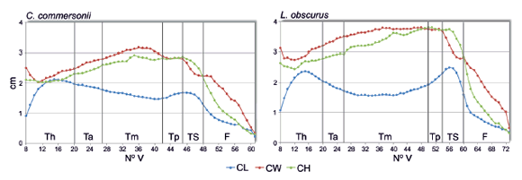  Mean
values of centrum length (CL), centrum width (CW) and centrum height (CH)
versus the number of vertebrae for Cephalorhynchus commersonii and Lagenorhynchus
obscurus. Vertical lines separate functional regions. Th: Thorax; Ta: anterior
torso; Tm: mid-torso; Tp: posterior torso; TS: tailstock; F: fluke. N&deg;V: number
of vertebrae.