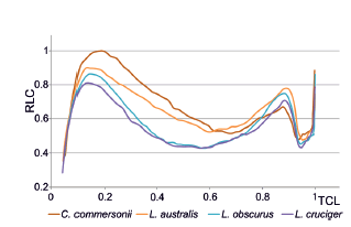 Variation
in the mean values of relative centrum length (RCL) versus the proportion of
total centrum length (TCL) for the four species. Data for plotting Lagenorhynchus
australis and Lagenorhynchus cruciger were obtained for Marchesi et
al. 2017.