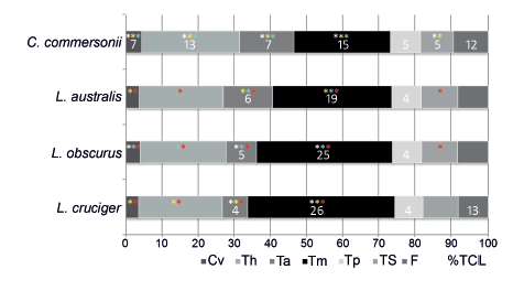Relative
proportion of the vertebral column occupied by each functional region.
Asterisks indicate significant differences (p<0.05; ANOVA and Tukey
test for the cervical region and fluke; and Kruskal-Wallis test for the other
regions): red, differences when compared to Cephalorhynchus commersonii;
white, differences when compared to Lagenorhynchus australis; yellow,
differences when compared to Lagenorhynchus obscurus; and light blue,
differences when compared to Lagenorhynchus cruciger. Numbers refer to
the number of vertebrae within each region, where they are absent is due to
lack of difference from C. commersonii. Cv: cervical; Th: Thorax; Ta:
anterior torso; Tm: mid-torso; Tp: posterior torso; TS: tailstock; F: fluke;
%TCL: percentage of total centrum length.
