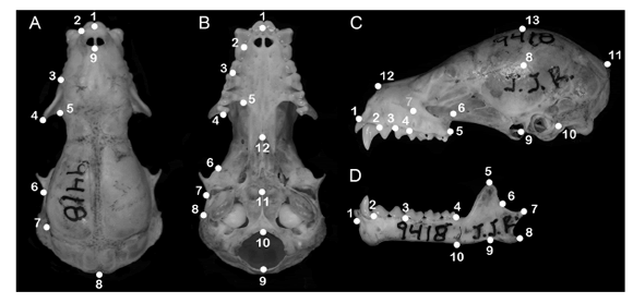 Localización de los landmarks sobre el cráneo de Carollia perspicillata
(MUSM 9418) en las vistas dorsal (A), ventral (B) y lateral (C), y sobre vista
labial de la hemimandíbula izquierda (D).