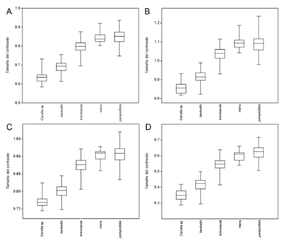 Tamaños de los centroides de las vistas dorsal (A), ventral (B) y lateral (C)
del cráneo y de la vista labial de la hemimandíbula izquierda (D) de las
especies de Carollia analizadas.