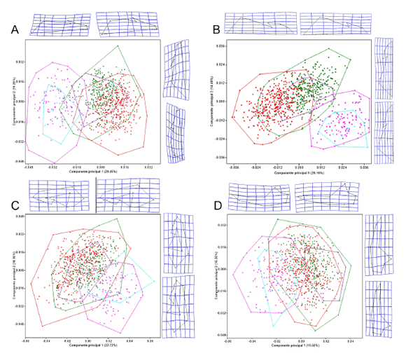 Componentes principales 1 y 2 de las vistas dorsal (A), ventral (B), lateral
(C) del cráneo y de la vista labial de la hemimandíbula izquierda (D) de Carollia
benkeithi (rosado), C. brevicauda (verde), C. manu (morado), C.
perspicillata (rojo) y Carollia sp. (celeste). Se muestra entre
paréntesis el porcentaje de varianza explicado por el componente.