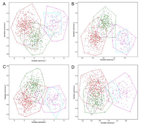 Variables canónicas 1 y 2 de las vistas dorsal (A), ventral (B), y lateral (C)
del cráneo y de la vista labial de la hemimandíbula izquierda (D) de Carollia
benkeithi (rosado), C. brevicauda (verde), C. manu (morado), C.
perspicillata (rojo) y Carollia sp. (celeste).