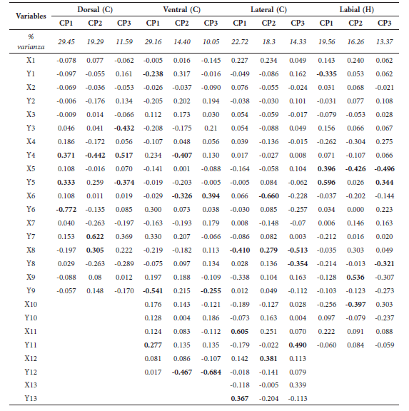 Porcentaje de varianza total explicada y
coeficientes estandarizados de los primeros tres autovectores del análisis de
componentes principales de la forma del cráneo (C) en vistas dorsal, ventral y
lateral y de la hemimandíbula izquierda (H) en vista labial de las especies
peruanas de Carollia. Componentes: Componente principal 1 (CP1),
Componente principal 2 (CP2) y Componente principal 3 (CP3). Se muestran en
negrita las variables con mayor aporte.