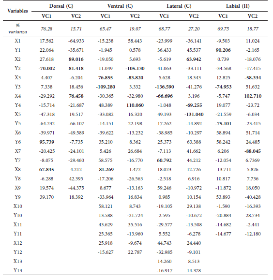Porcentaje de varianza total explicada y
coeficientes estandarizados de las dos primeras variables canónicas (VC1:
Variable canónica 1, VC2: Variable canónica 2) del análisis de variables
canónicas de la forma del cráneo (C) de Carollia en vista dorsal,
ventral y lateral y de la hemimandíbula izquierda (H) en vista labial. Se
muestran en negrita las variables con mayor aporte.