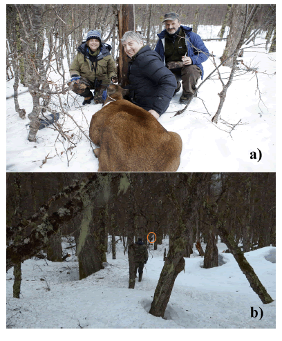 a) The
first huemul buck captured and radio-collared in Argentina in August 2017, with
capture team. b) Stalking a female in typical forest habitat of the Protected Park Shoonem,
before immobilizing her.