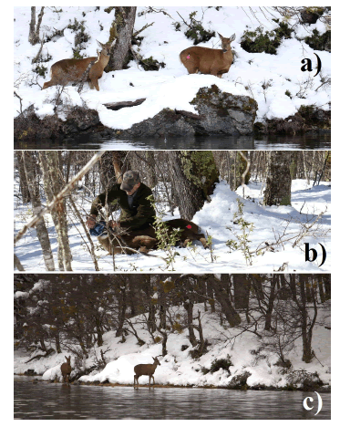 a) The
distance for darting averaged 15.7 m; a mother with a yearling
daughter. b) Once recumbent, the head of the buck is covered to reduce visual
stimuli. c) Huemul walking along the water edge during deep snow pack.