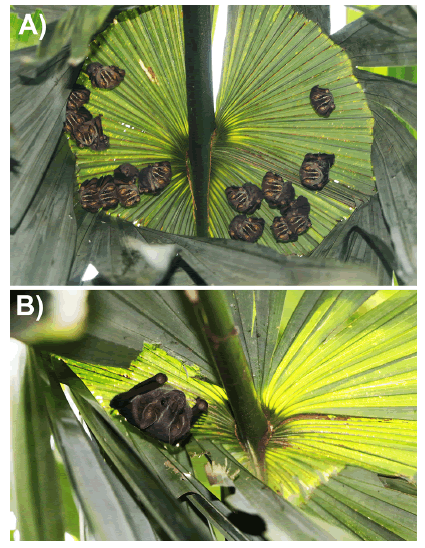 A) Group
of Urodermaconvexum roosting under the modified Sabal mauritiformis
leaf depicted in Fig. S2; B) Artibeus jamaicensis
roosting under S. mauritiiformis &ldquo;umbrella&rdquo;
leaf tent.