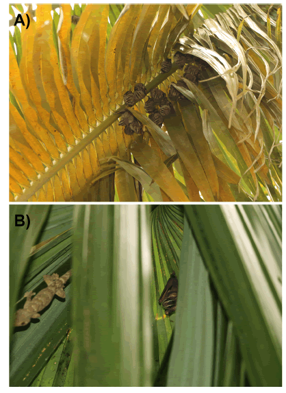 A) Group
of Uroderma convexum roosting under a Cocos nucifera leaf modified into a pinnate tent, B) Sabal mauritiiformis umbrella tent shared by Uroderma convexum and Thecadactylus rapicauda.