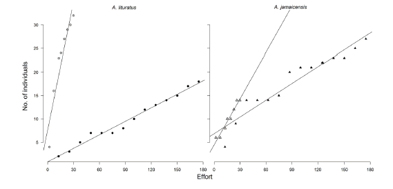 Capture
success of A. lituratus and A. jamaicensis before (empty symbols)
and after (filled symbols) the installation of high pressure sodium light bulbs
on La Estancia street, Urbanizaci&oacute;n Belensate, M&eacute;rida (Venezuela). La Estancia
street is adjacent to a secondary growth forest patch were frugivorous bats
forage. Effort measured in sampling time (hours).