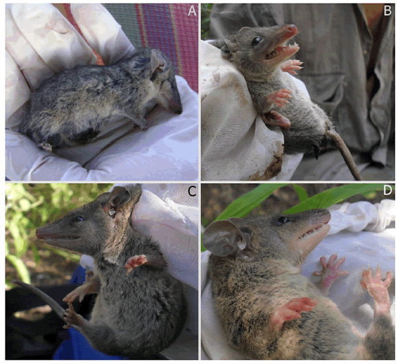 Aspecto externo de un ejemplar de Monodelphis domestica coleccionado en
el Parque Provincial Copo (A, MACN-Ma 26596) y de tres individuos, de la misma
especie, capturados y liberados (B-D) en las cercan&iacute;as de Cabur&eacute; Sur,
departamento Copo, Santiago del Estero.