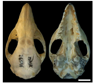 Cr&aacute;neo
en vista dorsal y ventral de un ejemplar subadulto de Monodelphis domestica
coleccionado en el Parque Provincial Copo (MACN-Ma 26596). Escala = 5 mm.