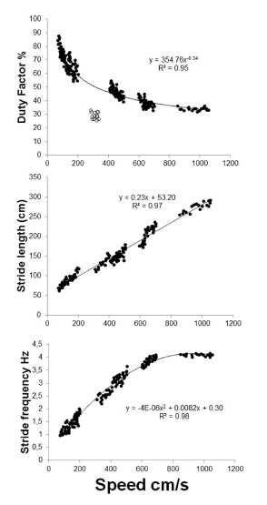 Scatter-plots of the relationship between the most explicative parameters for the variation observed in gaits in maras. Open circles in speed vs. duty factor correspond to pronk.