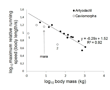 Scatter-plot and regression line of relative running speed vs. body mass for species of artiodactyls differing in size (data from Alexander et al. 1977 and Christiansen 2002). Data of mara are from present study. Data for three other species of caviomorph rodents have been taken from Rocha Barbosa (1997). The acouchi Myoprocta acouchy (1) and the capybara Hydrochoerus hydrochaeris (2) depart from the regression line.
